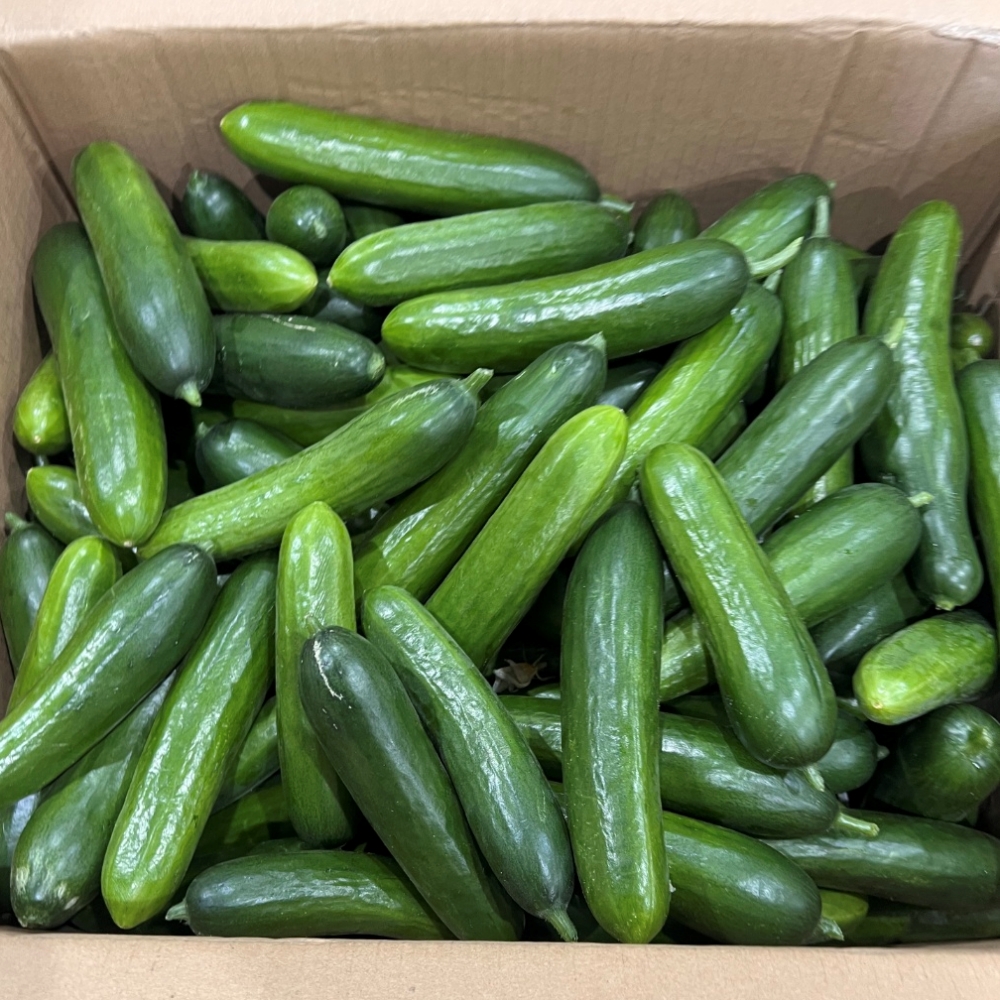 제철 오이 미니오이 대 10kg