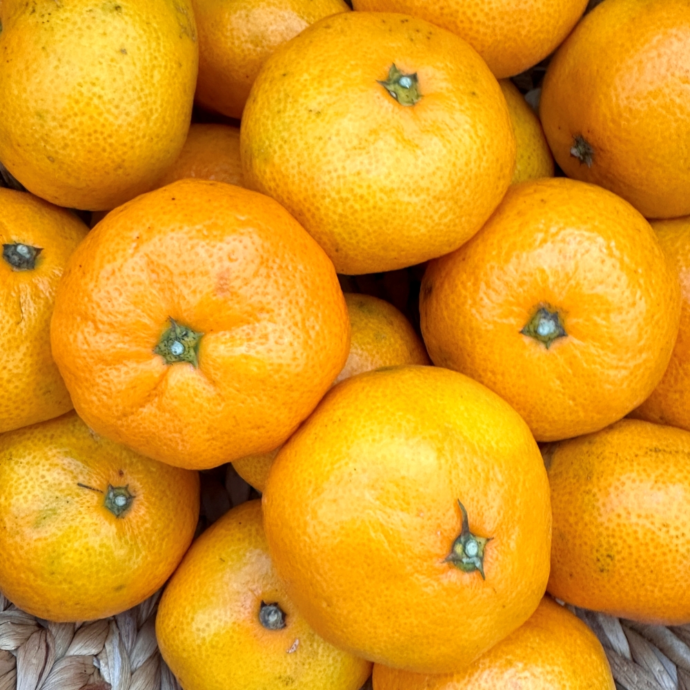 제주 감귤 타이백 밀감 하우스 노지 제주귤 대과 2L 10kg