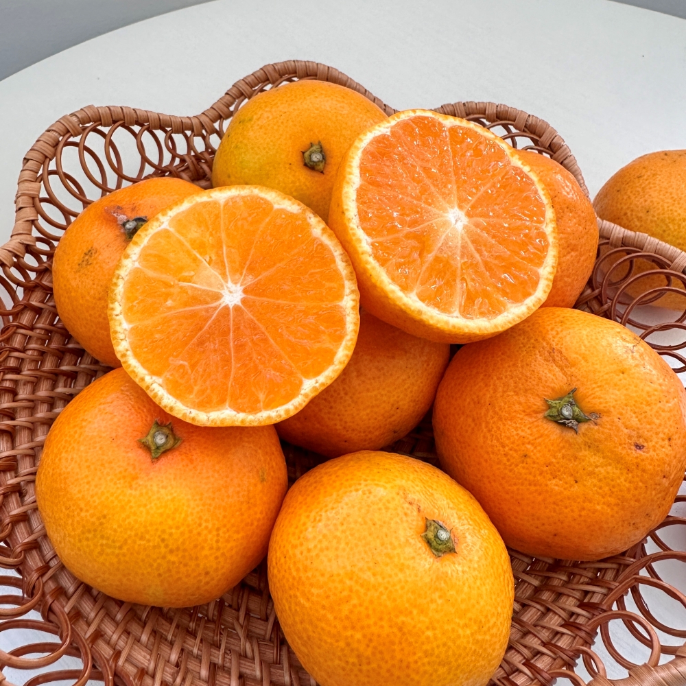 제주 감귤 타이백 밀감 하우스 노지 제주귤 5kg