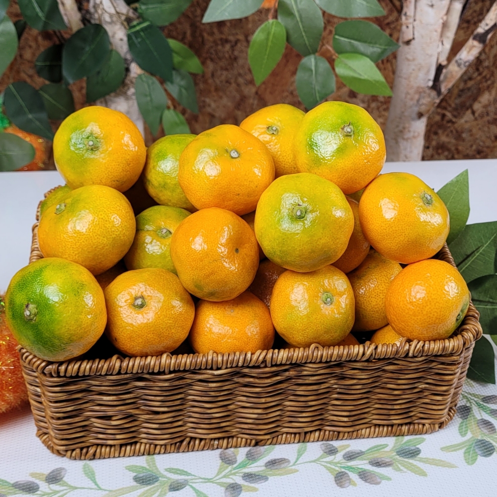 제주 감귤 타이백 밀감 하우스 노지 제주귤 10kg