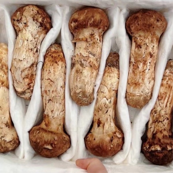 추석선물세트 자연산 송이버섯 특품 1kg 명절선물