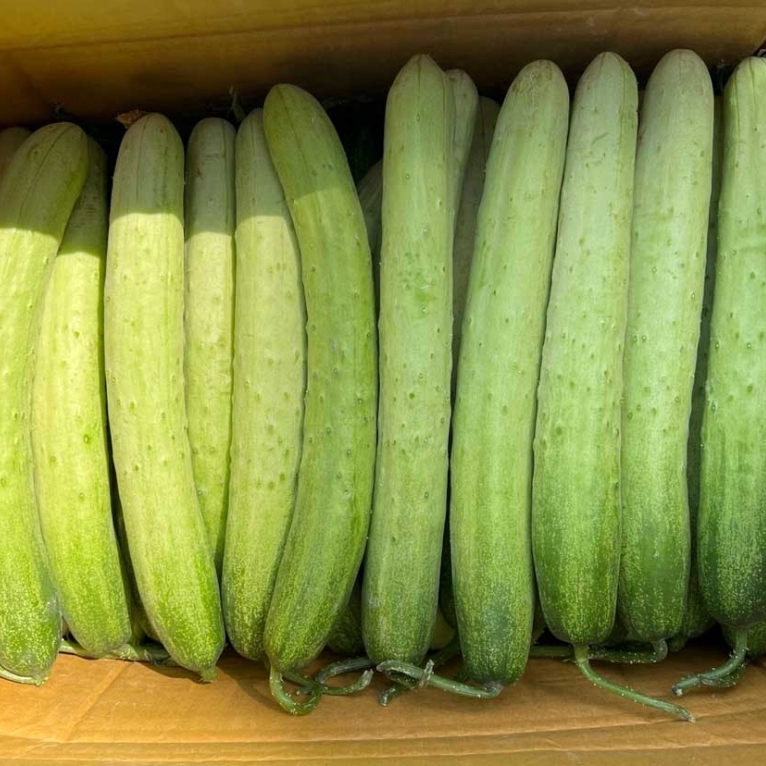 제철 오이 오이지용오이 백다다기 백오이 대 50개입