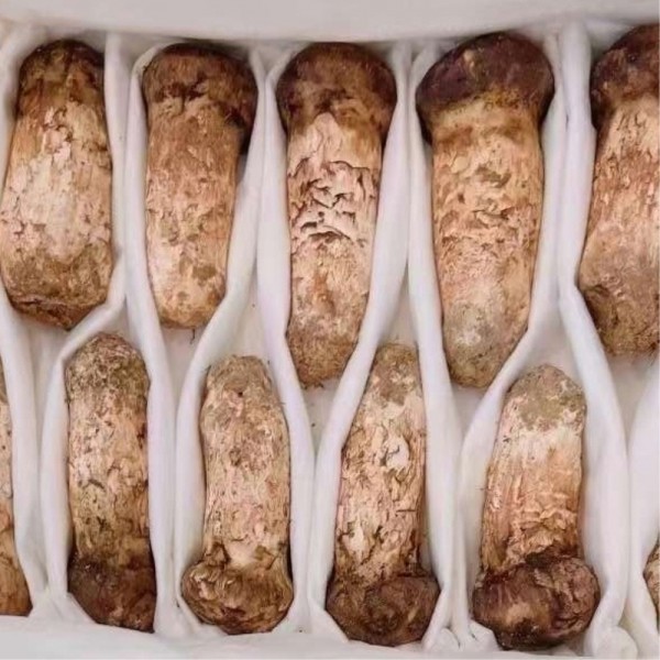 추석선물세트 자연산 송이버섯 1품 500g 명절선물