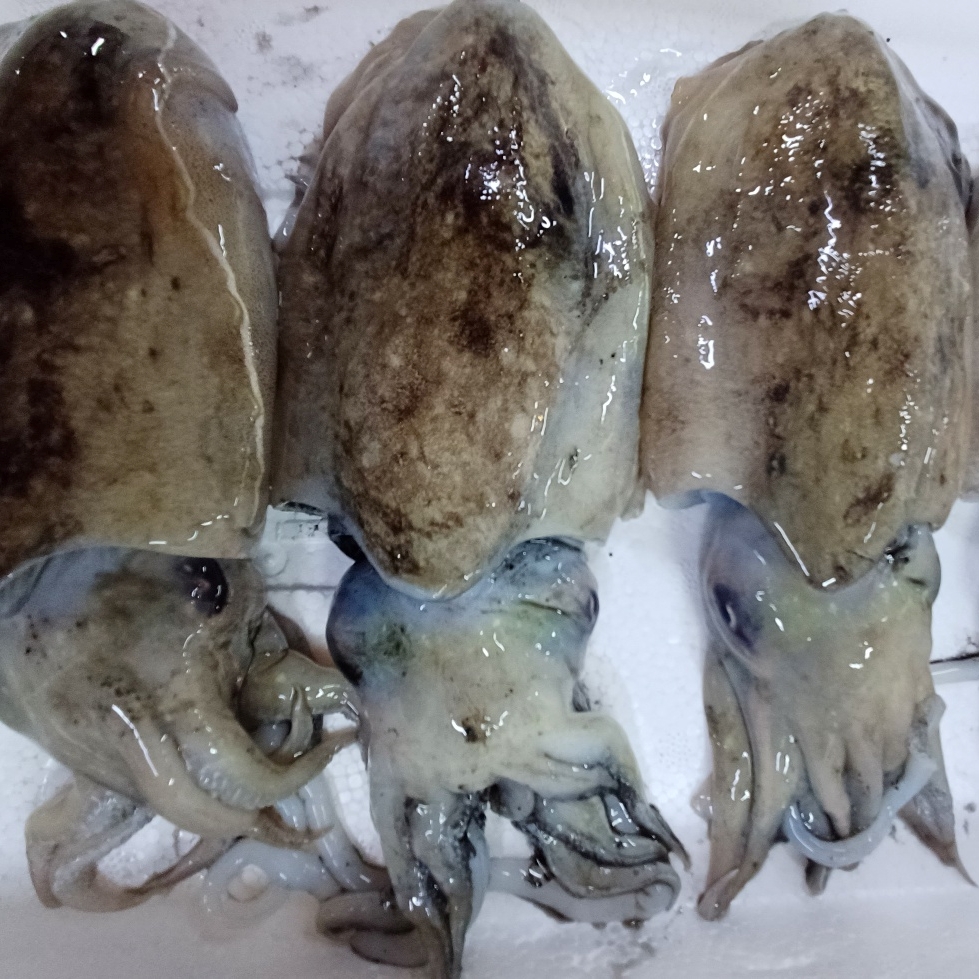 국내산 생물 통 갑오징어 3kg 18미내외 제철 오징어