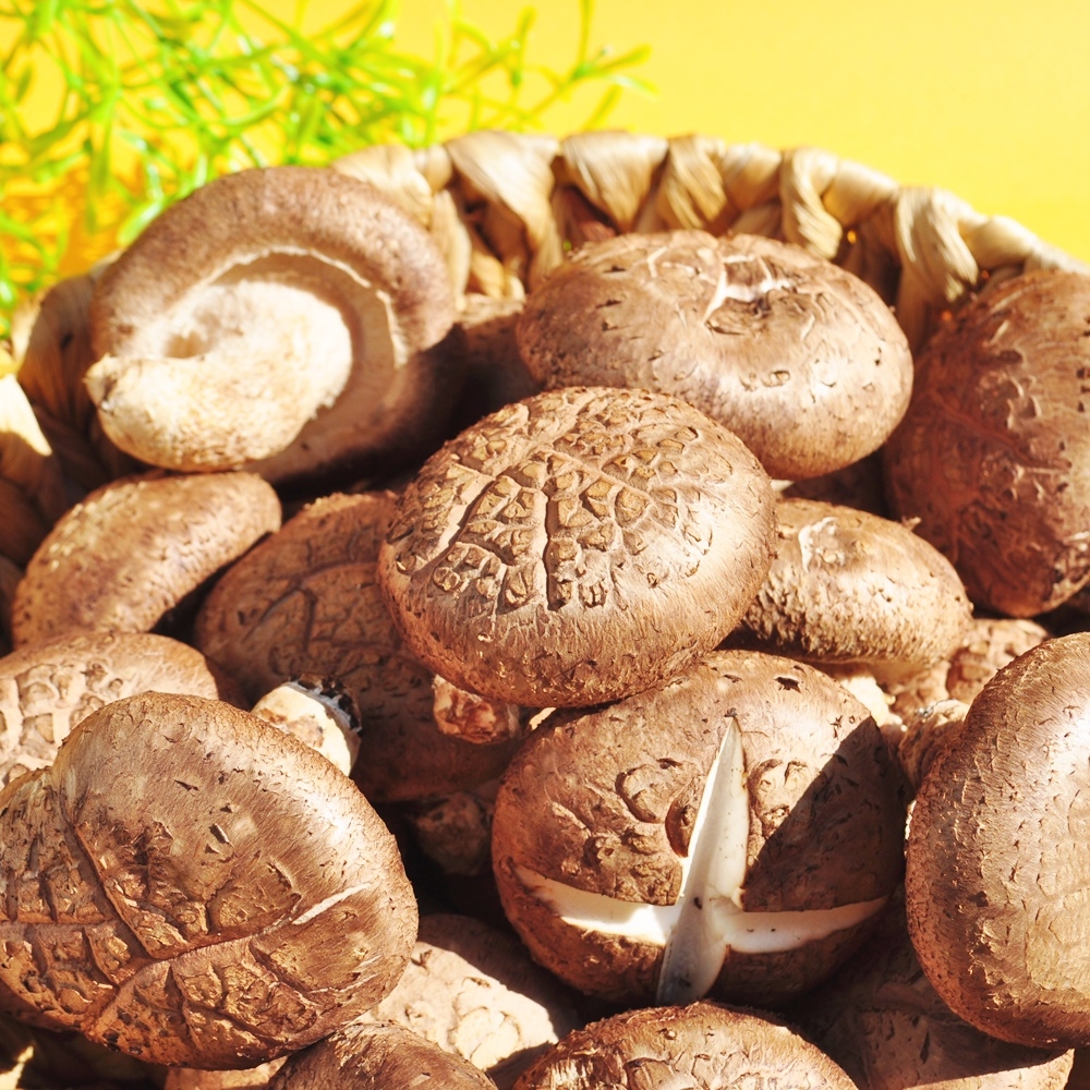 국내산 표고버섯 선물세트 화고 버섯 생표고버섯 2kg 명절선물