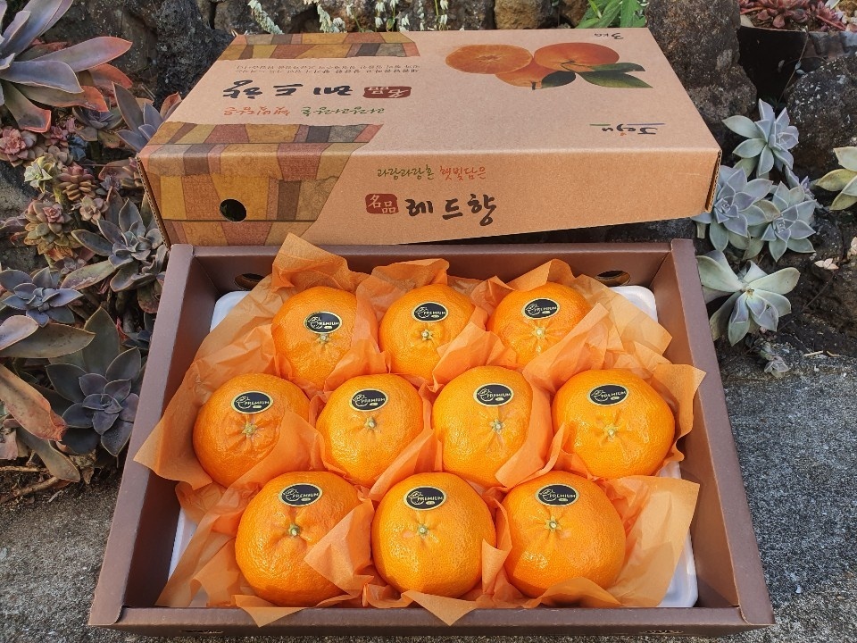 명절선물 제주 레드향 과일 선물세트 3Kg 8-13과 제철과일 만감류