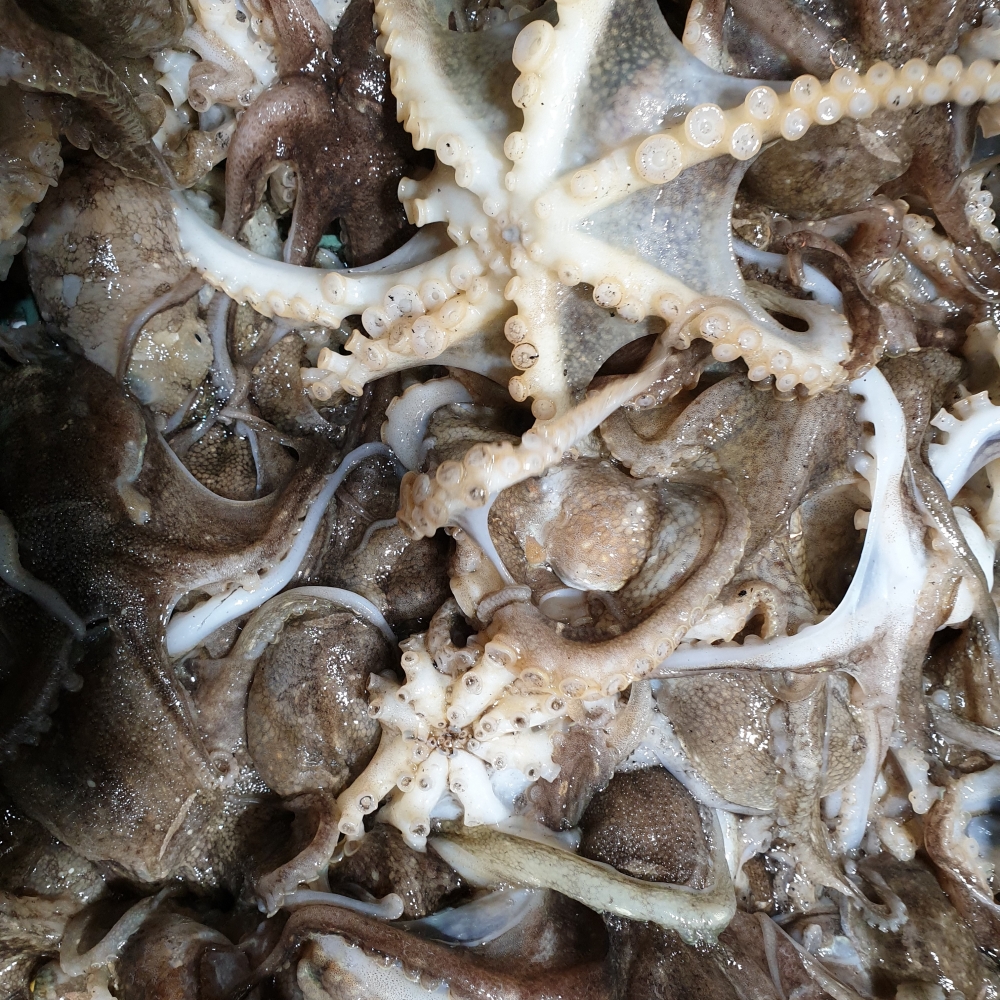 국내산 제철 쭈꾸미 생물 활쭈꾸미 주꾸미 1kg 12미내외