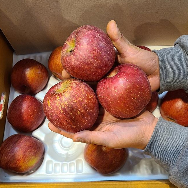 문경 청송 경북사과 꿀사과 홍로 부사 사과 정품 3kg