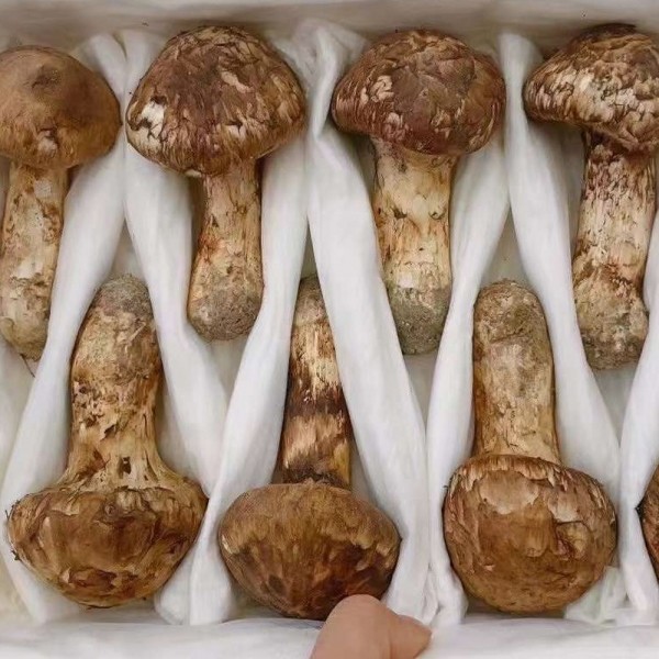 추석선물세트 자연산 송이버섯 2품 1kg 명절선물